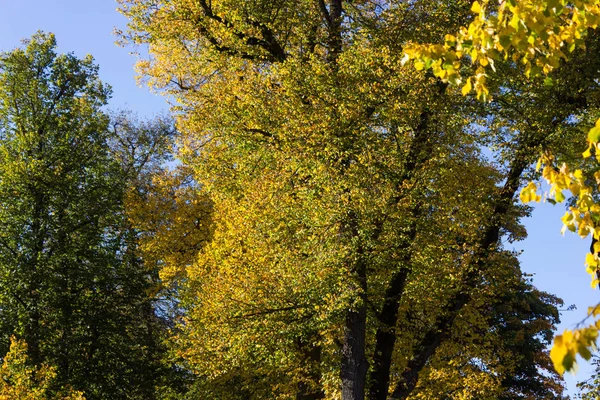 Árboles Con Color Amarillo Otoño Día Soleado Octubre Sur Alemania — Foto de Stock
