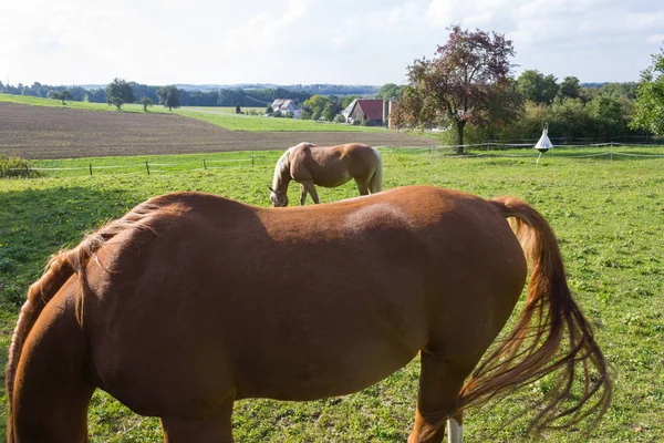 Hafling Koně Zelené Louce Jižním Německu Září Slunečný Den Venkovské — Stock fotografie