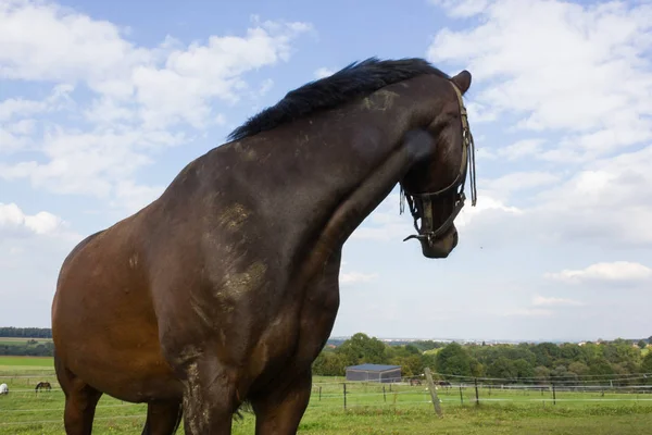 Cavallo Bruno Recinto Con Prato Verde Cielo Blu Nel Sud — Foto Stock