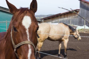 kahverengi ve beyaz at üzerinde bir padok ne zaman Güney Almanya kırsal kırsal kesimde güneş parlıyor
