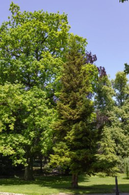 yeşil bahar ağaçlara Şehir Parkı Güney Almanya tarihi manzara