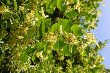 Ihlamur ağacı çiçeği mavi gökyüzü güneşli bir tarihsel bir parkta