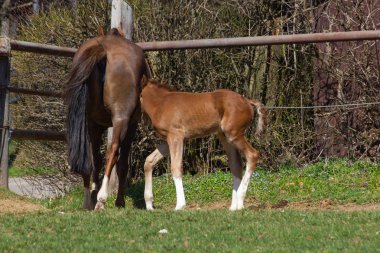 Tay, Güney Almanya güneşli mavi gökyüzü gün Doğu springbreak tatil ile anne at