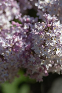 Güney Almanya kırsal Bahar Çiçeği yeşil çayır güneş mutlu günü