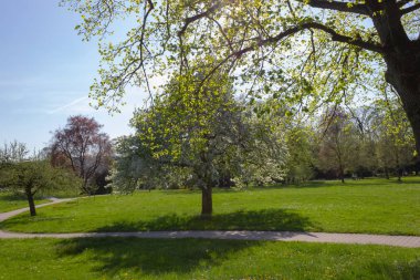 Park ağaçlar ve dalları ile yeşillik sprintime güneşli güney Almanya mutlu tarihi şehir ve sıcak Güney rüzgarları