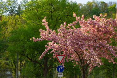 kiraz ağacı Bahar çiçeği, stuttgart yakınındaki güney Almanya şehrinde şehir parkı
