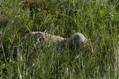 Anne koyun Güney Almanya güneşli akşamları bahar çayırda doğumdan sonra yeni doğan kuzu
