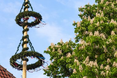 güneşli bir akşamı Güney Almanya kırsal kesimde dans direği çam ağacı