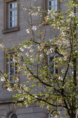Bahar çiçeği şube Güney Almanya mutlu tatil rahatlatıcı tarihi şehir içinde şehir cepheler üzerinde ağacının sıcak güneşin tadını çıkarın