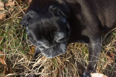 adlandırılmış adelheid Ocak ayında kış güneşi rahatlatıcı Güney Almanya park alan yapıyor Pug mops
