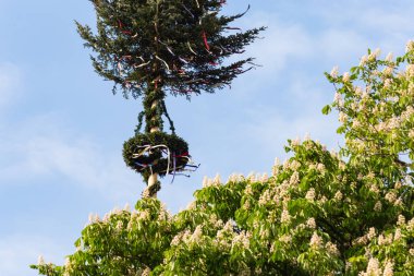 güneşli bir akşamı Güney Almanya kırsal kesimde dans direği çam ağacı