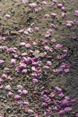 pembe çiçeği üzerinde kum mutlu bir gün ışığı akşam bahar