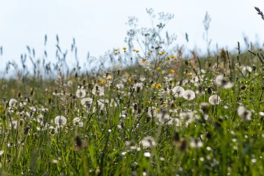 sprimgtime çayır bitki ve tohum Güney Almanya'nın kırsal kırsal kesimde