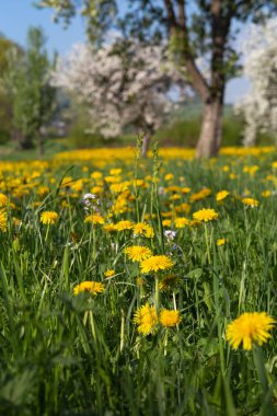 elma çiçeği çayır yeşil alanda güneye Alman kırsal kırsal mavi gökyüzü sarı çiçekli