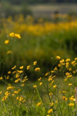 alan buttercup çiçekler bahar gündoğumu sabah ruh Güney Almanya'da, çayır çiçek açması