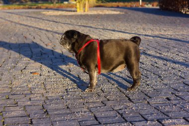 Pug bezleri adelheid bir Noel'de adlı bir şehir Münih ve stuttgart yakınındaki güney Almanya'nın Aralık öğleden sonra parkta