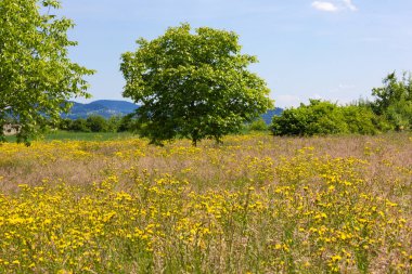 mavi gökyüzü güneşli güzel bahar çayır çiçek Güney Almanya'da geniş görünüm