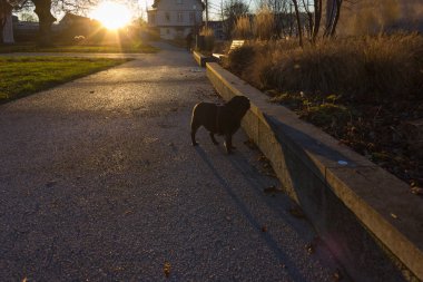Pug bezleri adelheid bir Noel'de adlı bir şehir Münih ve stuttgart yakınındaki güney Almanya'nın Aralık öğleden sonra parkta