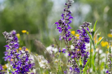 sprimgtime çayır çiçeği Güney Almanya'nın kırsal kırsal kesimde