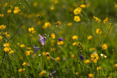 alan buttercup çiçekler bahar gündoğumu sabah ruh Güney Almanya'da, çayır çiçek açması