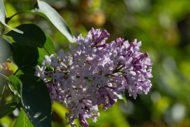 Güney Almanya kırsal Bahar Çiçeği yeşil çayır güneş mutlu günü