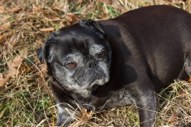 adlandırılmış adelheid Ocak ayında kış güneşi rahatlatıcı Güney Almanya park alan yapıyor Pug mops