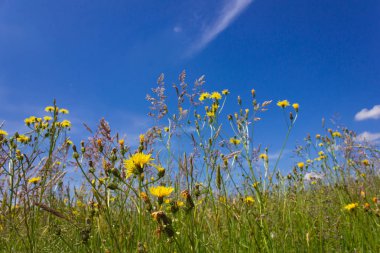 yaz çayır karahindiba çim mavi gökyüzü güney Almanya alanındaki