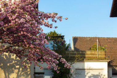 kiraz ağacı Bahar çiçeği, stuttgart yakınındaki güney Almanya şehrinde şehir parkı