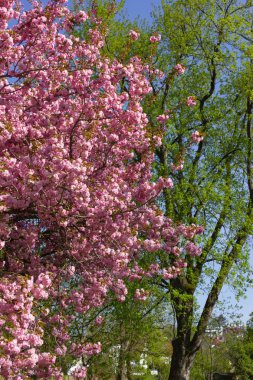 parktrees bahar mavi gökyüzü şans ve mutluluk ve sıcak güneşli güney Almanya tatil üzerinde renkli çiçeği