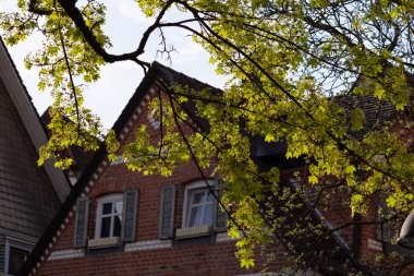 yeşil bahar dalları yeşillik kentin güney Almanya