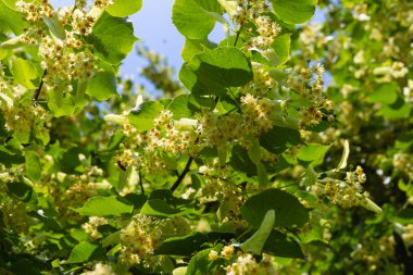 Ihlamur ağacı çiçeği mavi gökyüzü güneşli bir tarihsel bir parkta