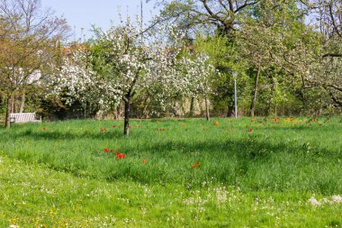 Park ağaçlar ve dalları ile yeşillik sprintime güneşli güney Almanya mutlu tarihi şehir ve sıcak Güney rüzgarları