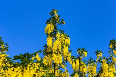 Bahar çiçeği Güney Almanya'da bir bikeway kırsal kırsal kesimde, parlak renkler