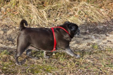 Pug mops kış yapıyor adelheid adlı Ocak ayında Güney Almanya park alıştırmada güneş