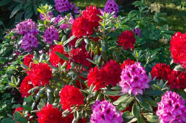 renkli çiçek çiçek Güney Almanya Park'ta şehir