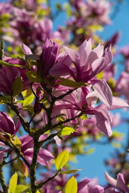 Manolya yeşillik çiçek güzel mavi gökyüzünde bahar güneşli mutlu tatil, Güney Almanya kırsal kırsal üzerinde