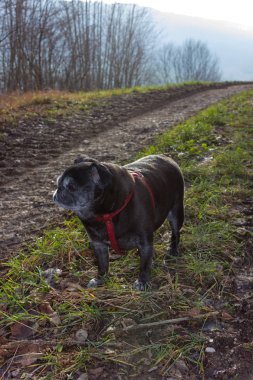 Pug mops kış yapıyor adelheid adlı Ocak ayında Güney Almanya park alıştırmada güneş