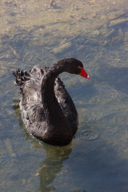 su ördek ve güneşli bir bahar River Güney Almanya'da kuğu