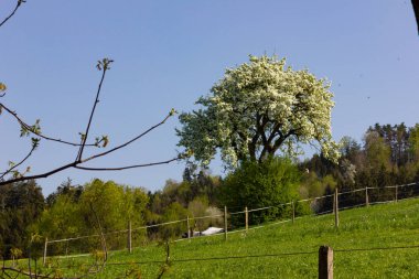 çit bahar üzerinde yeşil çim çayır, mera