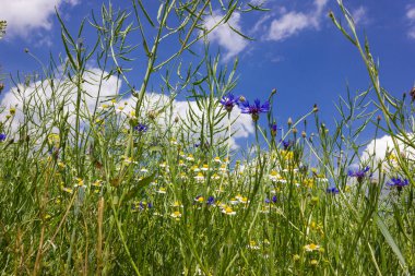 Peygamber çiçeği ve camille Güney Almanya'nın kırsal kırsal alanında buğday
