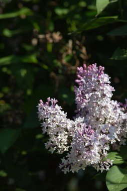 Güney Almanya kırsal Bahar Çiçeği yeşil çayır güneş mutlu günü