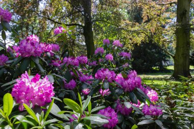 Güney Almanya bahar günü tarihi şehir parkında pembe HORTENSIA