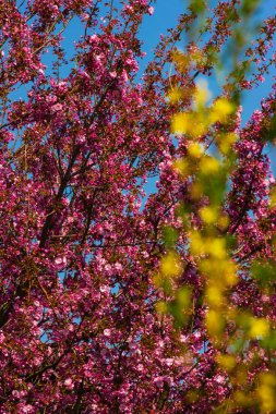 Güney Almanya'da mavi gökyüzü güneşli güzel güçlü Bahar çiçeği