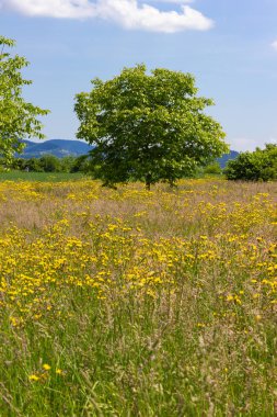mavi gökyüzü güneşli güzel bahar çayır çiçek Güney Almanya'da geniş görünüm