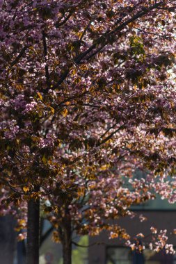 Bahar çiçeği şube Güney Almanya mutlu tatil rahatlatıcı tarihi şehir içinde şehir cepheler üzerinde ağacının sıcak güneşin tadını çıkarın