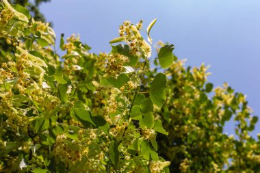 Ihlamur ağacı çiçeği mavi gökyüzü güneşli bir tarihsel bir parkta