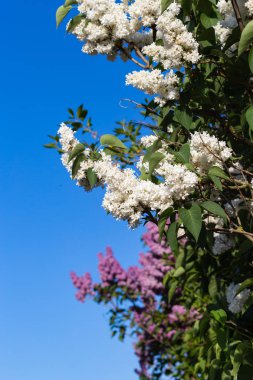 Bahar çiçeği Güney Almanya'da bir bikeway kırsal kırsal kesimde, parlak renkler