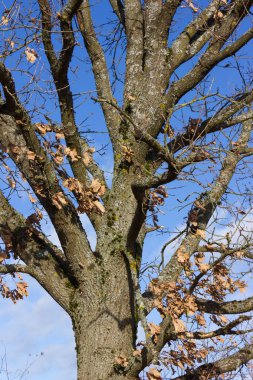 mavi gökyüzünde şehir Münih ve stuttgart yakınındaki güney Almanya kırsal kırsal Aralık advent güneşli günde ağaçta