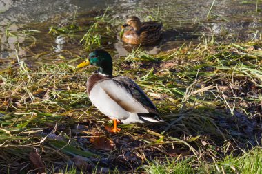 ördekler nehir kenarında bir Aralık advent Münih ve stuttgart yakınındaki güney Almanya kırsal kırsal kesimde güneşli günde tadını çıkarın