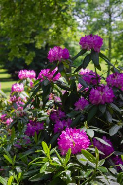 Güney Almanya bahar günü tarihi şehir parkında pembe HORTENSIA